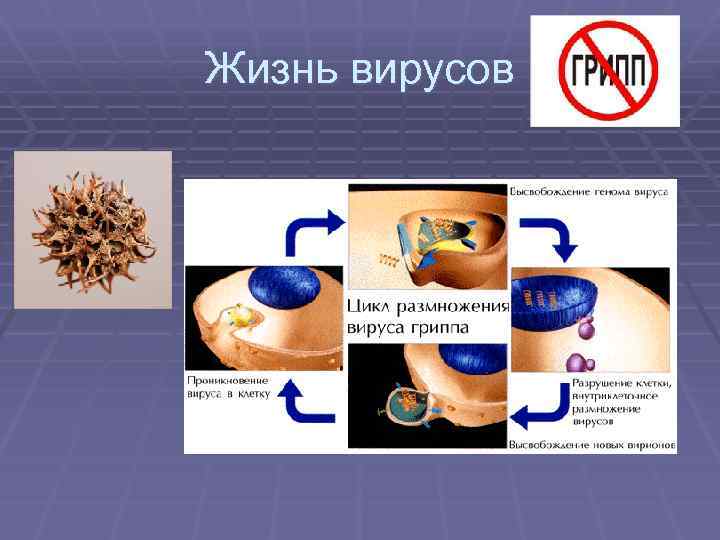Жизнь вирусов 