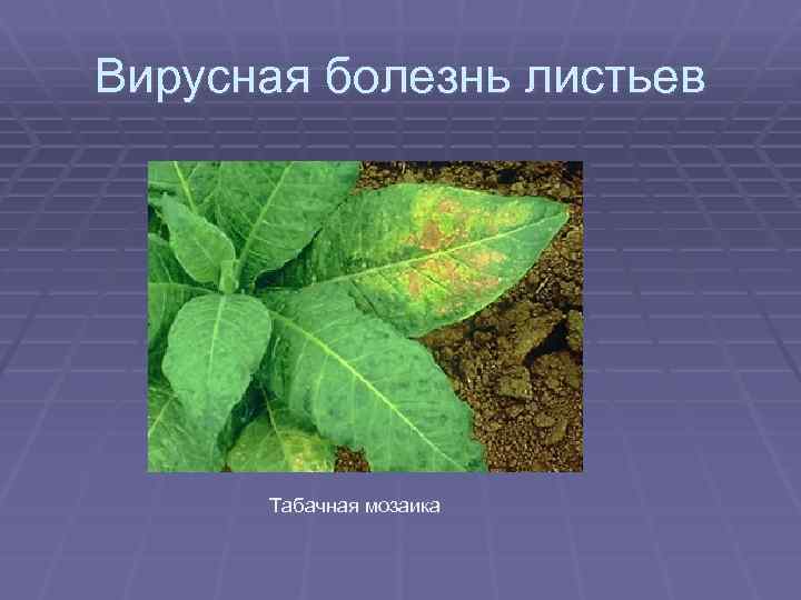 Вирусная болезнь листьев Табачная мозаика 