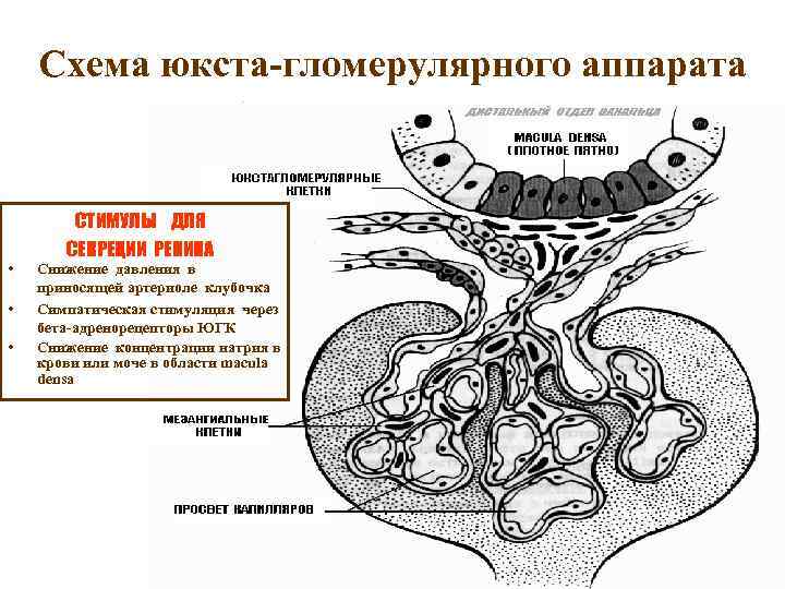Схема юкста-гломерулярного аппарата • • • СТИМУЛЫ ДЛЯ СЕКРЕЦИИ РЕНИНА Снижение давления в приносящей