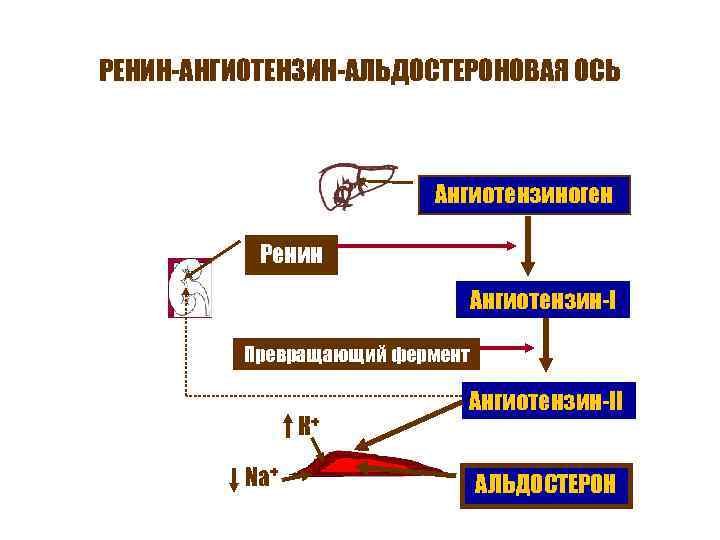 РЕНИН-АНГИОТЕНЗИН-АЛЬДОСТЕРОНОВАЯ ОСЬ Ангиотензиноген Ренин Ангиотензин-I Превращающий фермент К+ Na+ Ангиотензин-II АЛЬДОСТЕРОН 