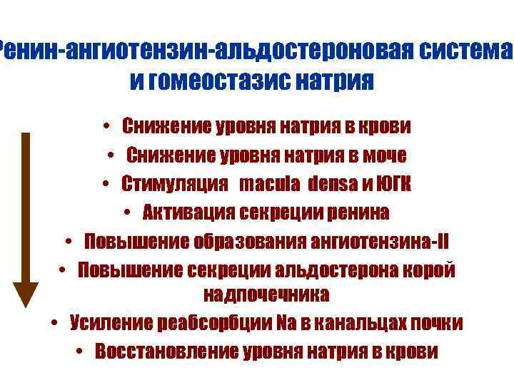 Ренин-ангиотензин-альдостероновая система и гомеостазис натрия • Снижение уровня натрия в крови • Снижение уровня