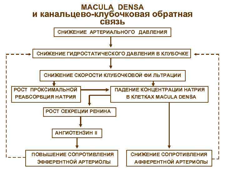 MACULA DENSA и канальцево-клубочковая обратная связь СНИЖЕНИЕ АРТЕРИАЛЬНОГО ДАВЛЕНИЯ СНИЖЕНИЕ ГИДРОСТАТИЧЕСКОГО ДАВЛЕНИЯ В КЛУБОЧКЕ