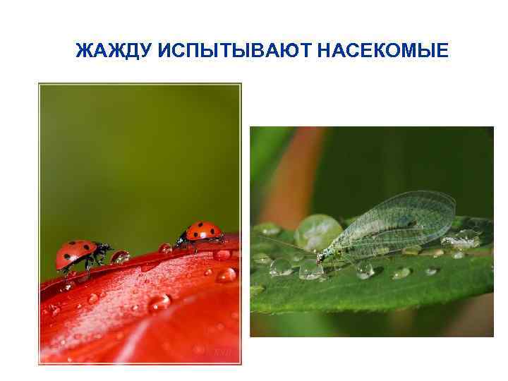 ЖАЖДУ ИСПЫТЫВАЮТ НАСЕКОМЫЕ 