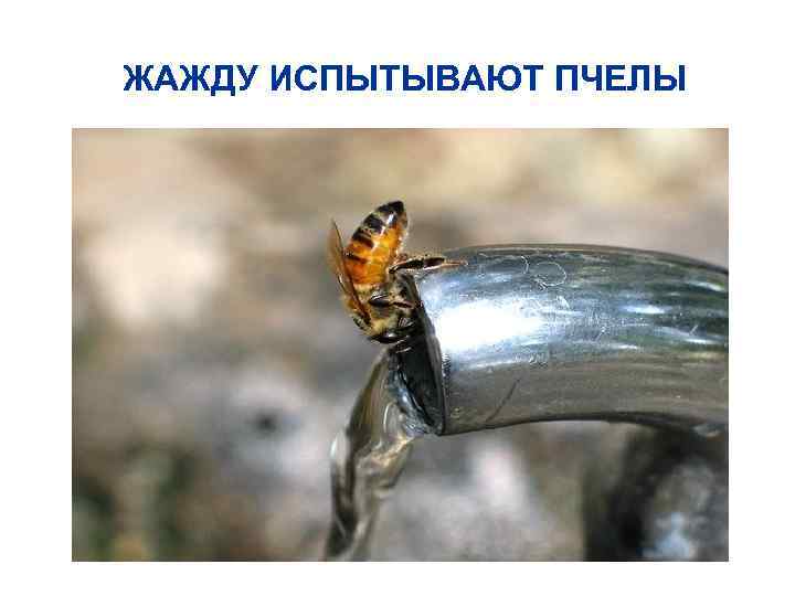 ЖАЖДУ ИСПЫТЫВАЮТ ПЧЕЛЫ 