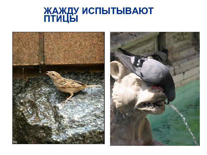 ЖАЖДУ ИСПЫТЫВАЮТ ПТИЦЫ 