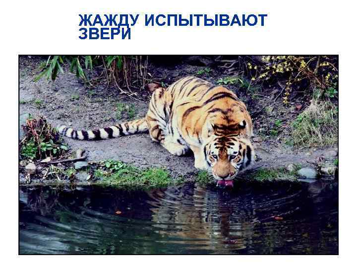 ЖАЖДУ ИСПЫТЫВАЮТ ЗВЕРИ 