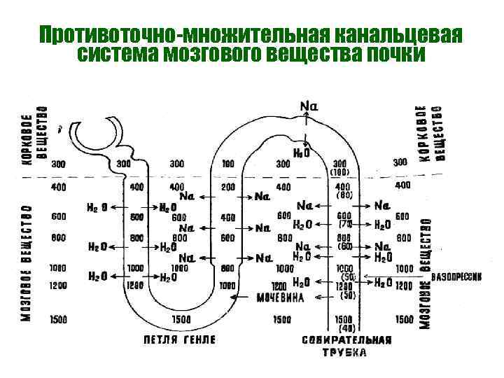 Противоточно-множительная канальцевая система мозгового вещества почки 