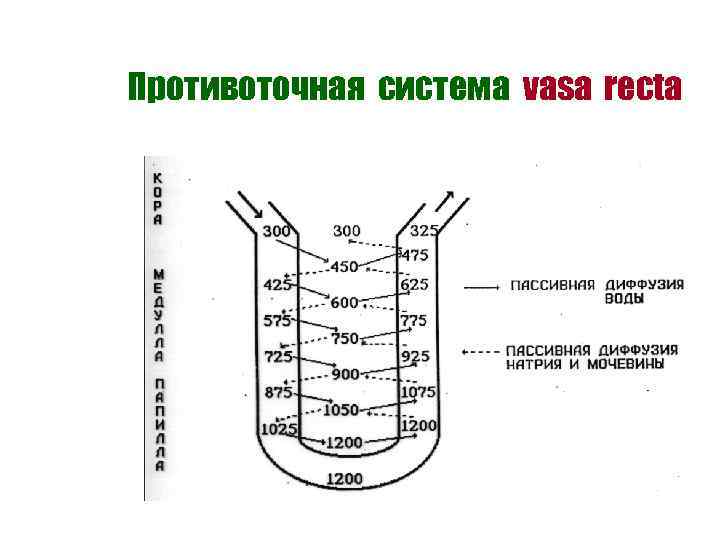 Противоточная система vasa recta 
