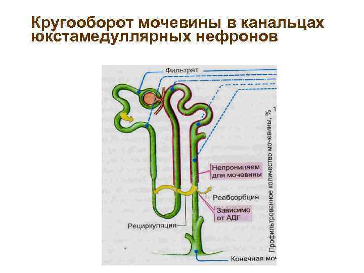 Кругооборот мочевины в канальцах юкстамедуллярных нефронов 