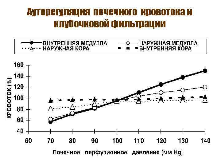 Ауторегуляция почечного кровотока и клубочковой фильтрации 