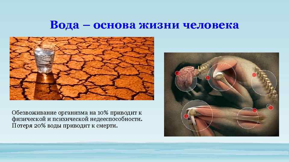 Вода – основа жизни человека Обезвоживание организма на 10% приводит к физической и психической
