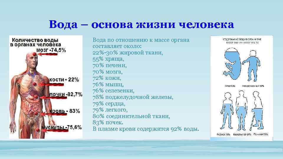 Вода – основа жизни человека Вода по отношению к массе органа составляет около: 22%-30%