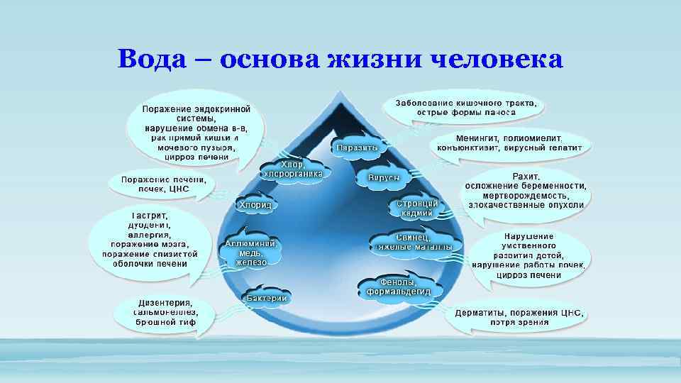 Вода – основа жизни человека 