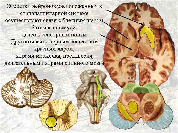 Отростки нейронов расположенных в стриапаллидарной системе осуществляют связи с бледным шаром Затем к талямусу,