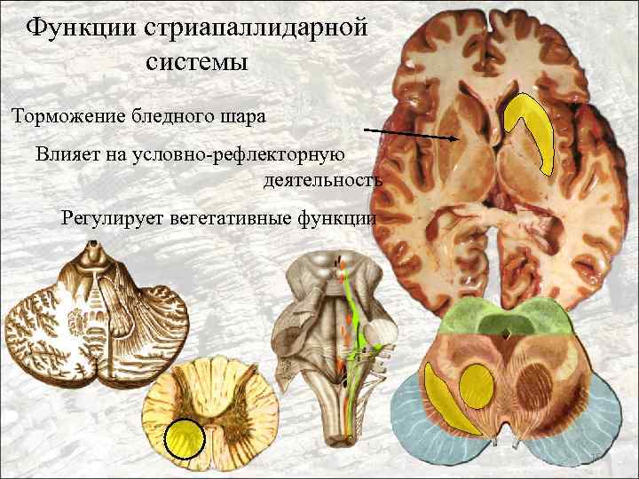 Функции стриапаллидарной системы Торможение бледного шара Влияет на условно-рефлекторную деятельность Регулирует вегетативные функции 15