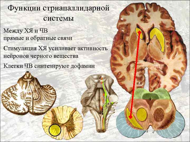 Функции стриапаллидарной системы Между ХЯ и ЧВ прямые и обратные связи Стимуляция ХЯ усиливает