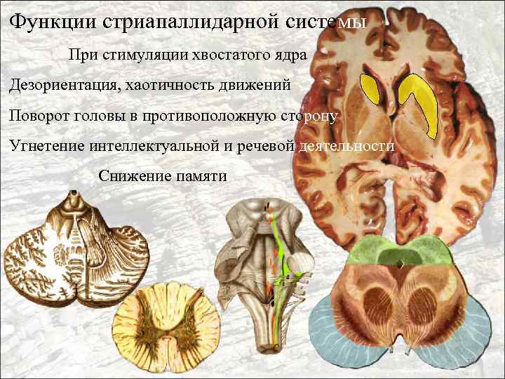 Функции стриапаллидарной системы При стимуляции хвостатого ядра Дезориентация, хаотичность движений Поворот головы в противоположную