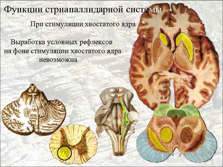 Функции стриапаллидарной системы При стимуляции хвостатого ядра Выработка условных рефлексов на фоне стимуляции хвостатого