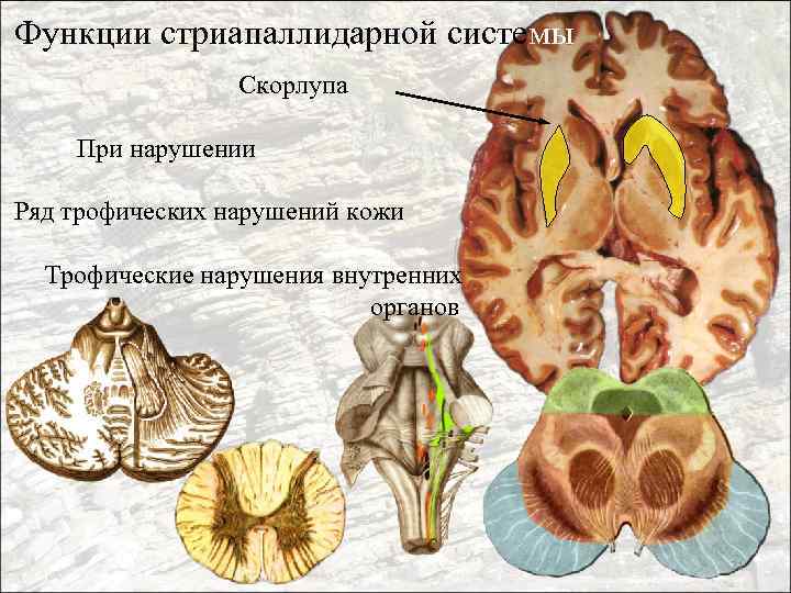 Функции стриапаллидарной системы Скорлупа При нарушении Ряд трофических нарушений кожи Трофические нарушения внутренних органов