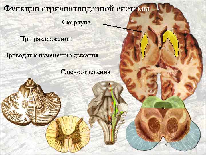 Функции стриапаллидарной системы Скорлупа При раздражении Приводят к изменению дыхания Слюноотделения 22 