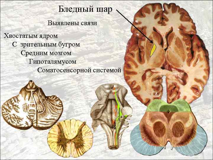 Бледный шар Выявлены связи Хвостатым ядром С зрительным бугром Средним мозгом Гипоталямусом Соматосенсорной системой