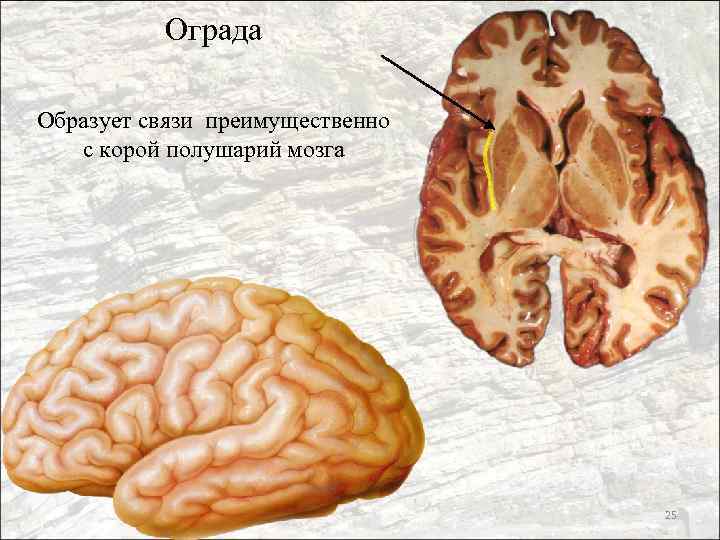 Ограда Образует связи преимущественно с корой полушарий мозга 25 