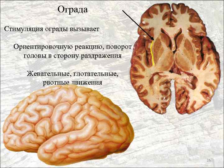 Ограда Стимуляция ограды вызывает Ориентировочную реакцию, поворот головы в сторону раздражения Жевательные, глотательные, рвотные