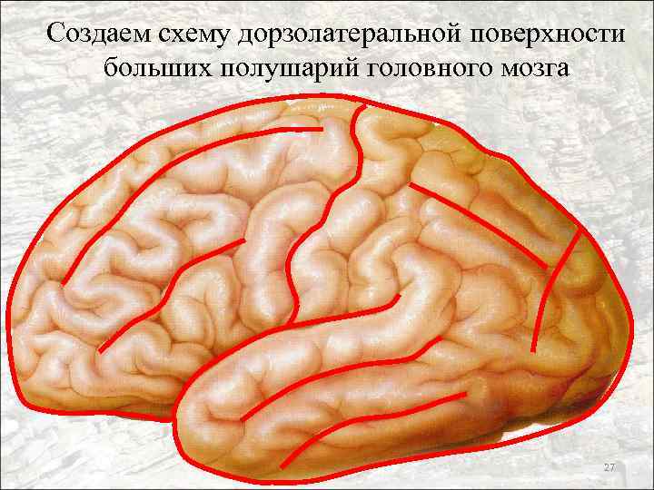 Создаем схему дорзолатеральной поверхности больших полушарий головного мозга 27 