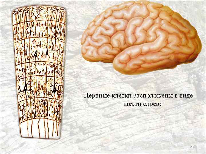 Нервные клетки расположены в виде шести слоев: 29 