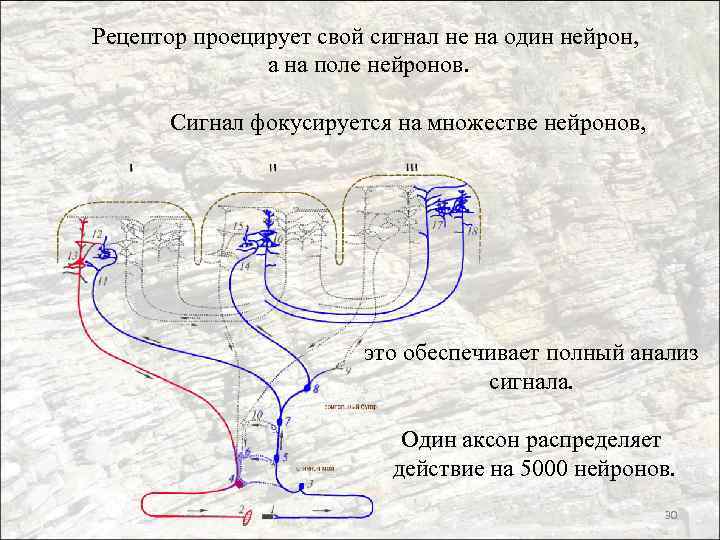 Рецептор проецирует свой сигнал не на один нейрон, а на поле нейронов. Сигнал фокусируется