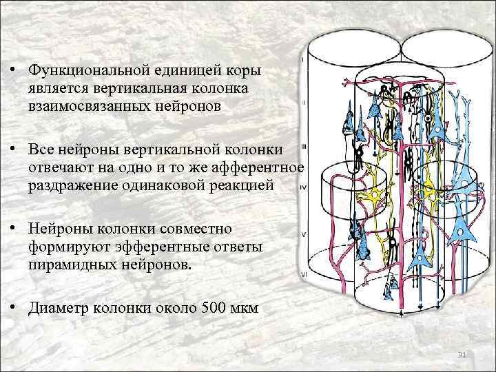  • Функциональной единицей коры является вертикальная колонка взаимосвязанных нейронов • Все нейроны вертикальной