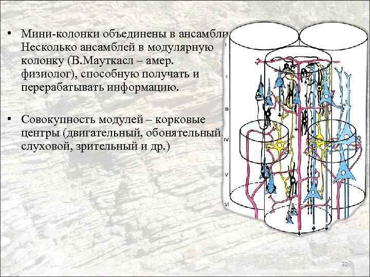  • Мини-колонки объединены в ансамбли. Несколько ансамблей в модулярную колонку (В. Мауткасл –