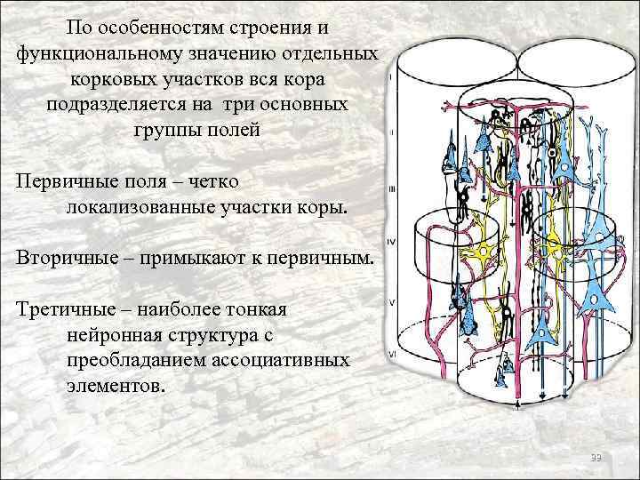 По особенностям строения и функциональному значению отдельных корковых участков вся кора подразделяется на три