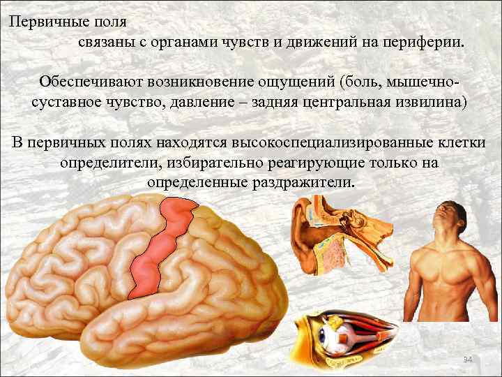 Первичные поля связаны с органами чувств и движений на периферии. Обеспечивают возникновение ощущений (боль,