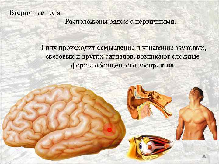 Вторичные поля Расположены рядом с первичными. В них происходит осмысление и узнавание звуковых, световых