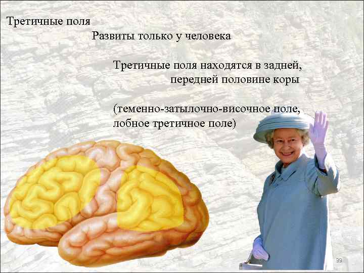 Третичные поля Развиты только у человека Третичные поля находятся в задней, передней половине коры