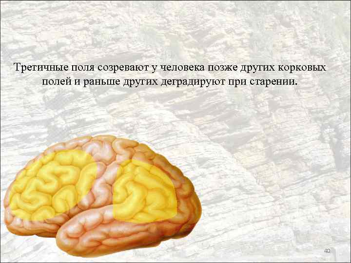 Третичные поля созревают у человека позже других корковых полей и раньше других деградируют при