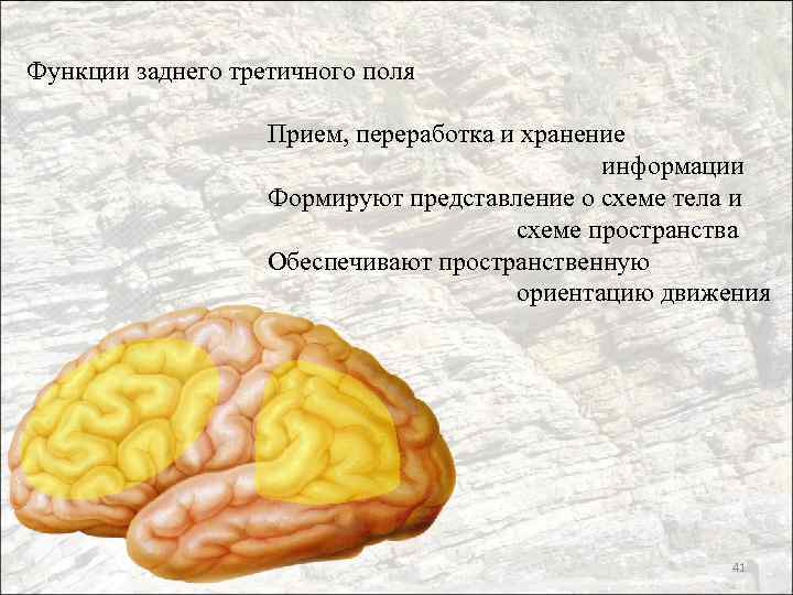 Функции заднего третичного поля Прием, переработка и хранение информации Формируют представление о схеме тела