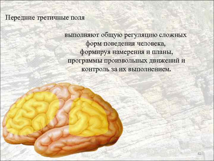 Передние третичные поля выполняют общую регуляцию сложных форм поведения человека, формируя намерения и планы,