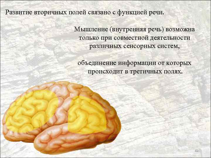 Развитие вторичных полей связано с функцией речи. Мышление (внутренняя речь) возможна только при совместной