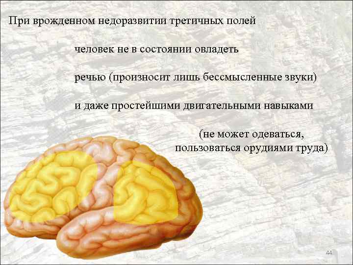 При врожденном недоразвитии третичных полей человек не в состоянии овладеть речью (произносит лишь бессмысленные