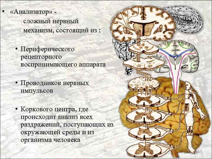  • «Анализатор» сложный нервный механизм, состоящий из : • Периферического рецепторного воспринимающего аппарата