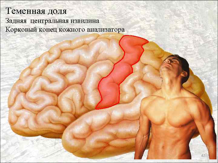 Теменная доля Задняя центральная извилина Корковый конец кожного анализатора 47 