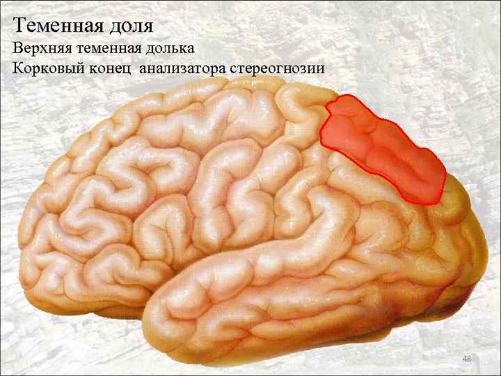 Теменная доля Верхняя теменная долька Корковый конец анализатора стереогнозии 48 