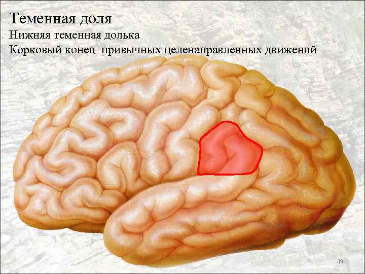 Теменная доля Нижняя теменная долька Корковый конец привычных целенаправленных движений 49 