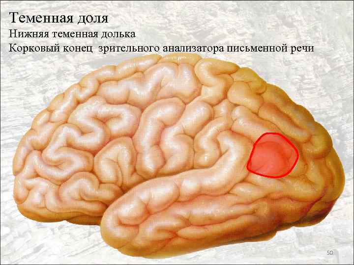 Теменная доля Нижняя теменная долька Корковый конец зрительного анализатора письменной речи 50 