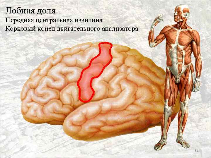 Лобная доля Передняя центральная извилина Корковый конец двигательного анализатора 51 