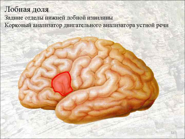 Лобная доля Задние отделы нижней лобной извилины Корковый анализатор двигательного анализатора устной речи 52