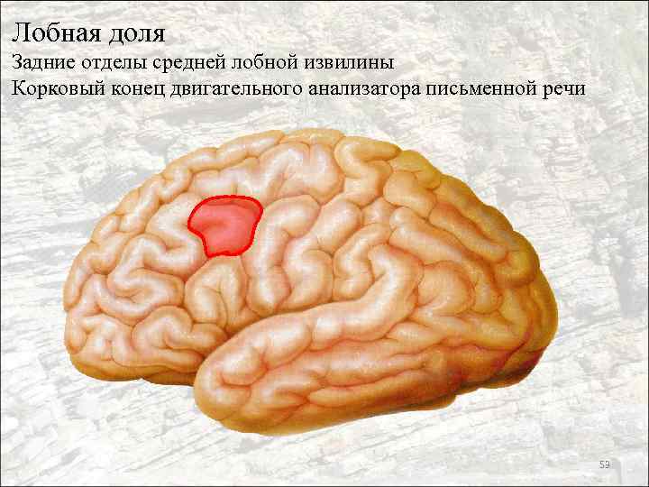 Лобная доля Задние отделы средней лобной извилины Корковый конец двигательного анализатора письменной речи 53