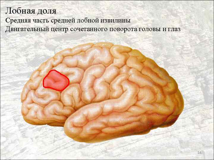 Лобная доля Средняя часть средней лобной извилины Двигательный центр сочетанного поворота головы и глаз